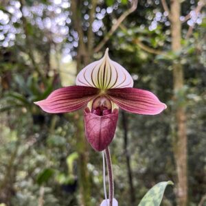 Paphiopedilum purpuratum