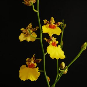 Oncidium Gower Ramsey "Canto Chibcha"