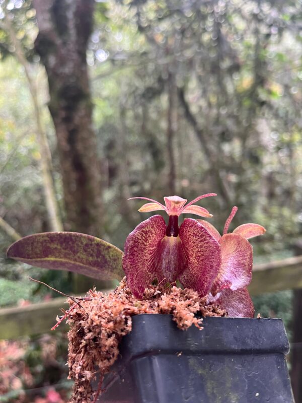 Epidendrum kockii