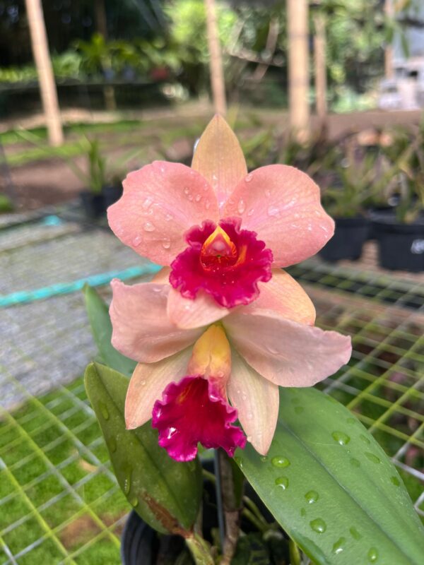 Cattleya World Vacation