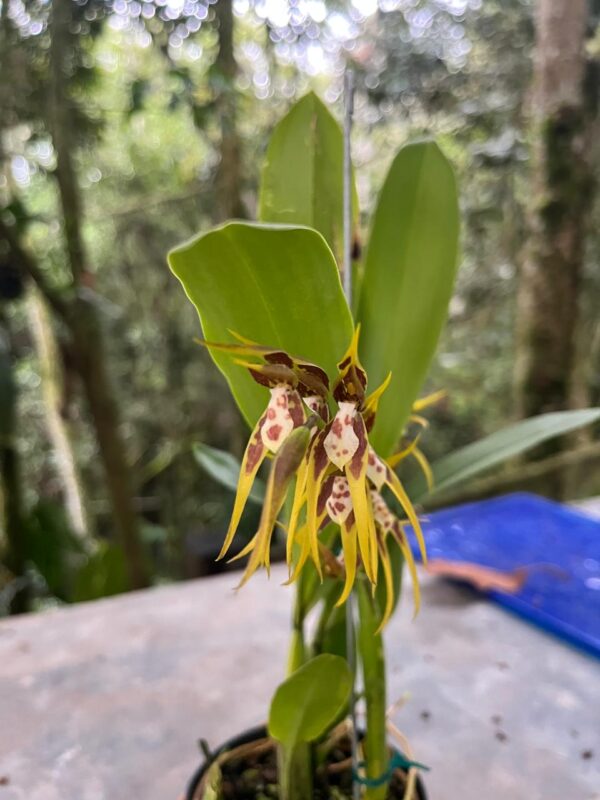 Brassia warscewiczii