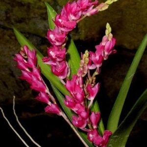 Rodriguezia lanceolata