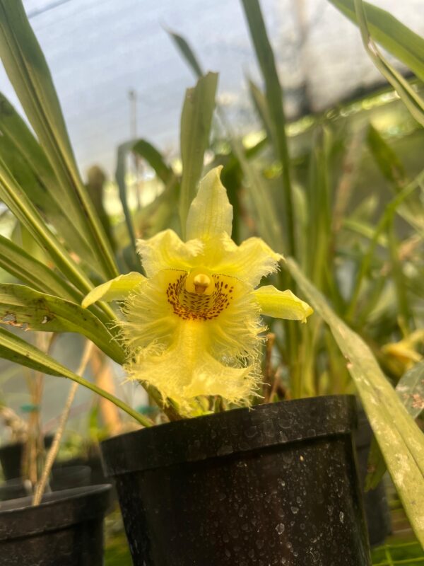 Chondroscaphe chestertonii
