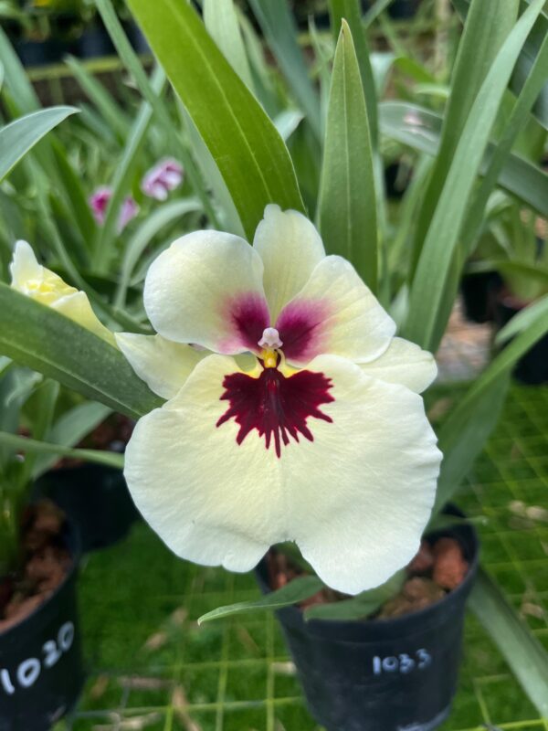 Miltoniopsis Eva´s Sucursal del Sol