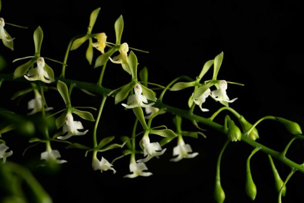Epidendrum paniculatum