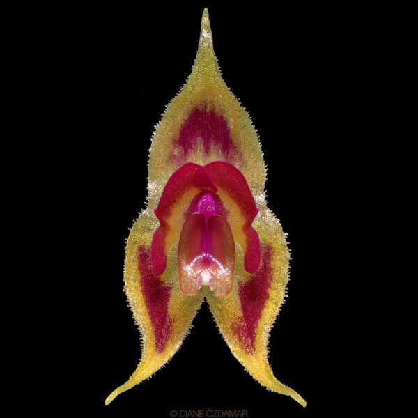 Lepanthes zamorensis