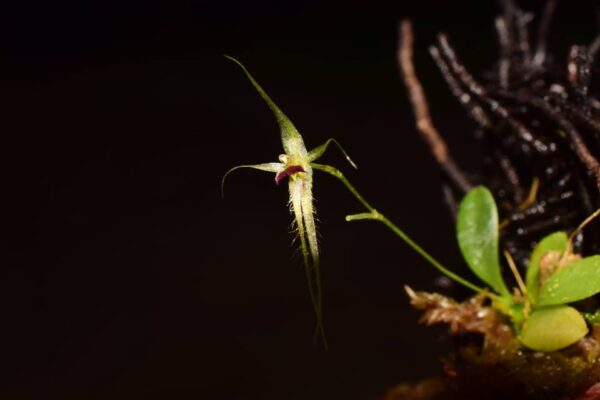 Andinia pentamytera