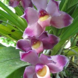 Bollea ecuadorana