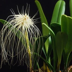 Bulbophyllum medusae