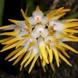Bulbophyllum odoratissimum