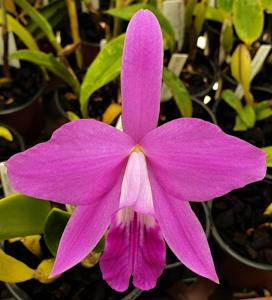 Cattleya Happy Memory