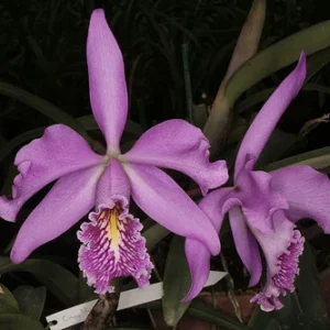 Cattleya maxima