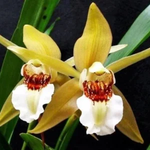 Coelogyne lawrenceana