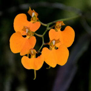 Comparettia speciosa