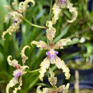 Cyrtochilum ramoissisimun
