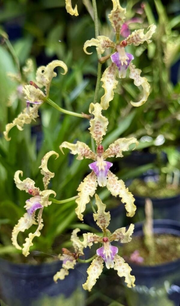 Cyrtochilum ramoissisimun