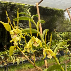 Dendrobium Jumbo Bunny