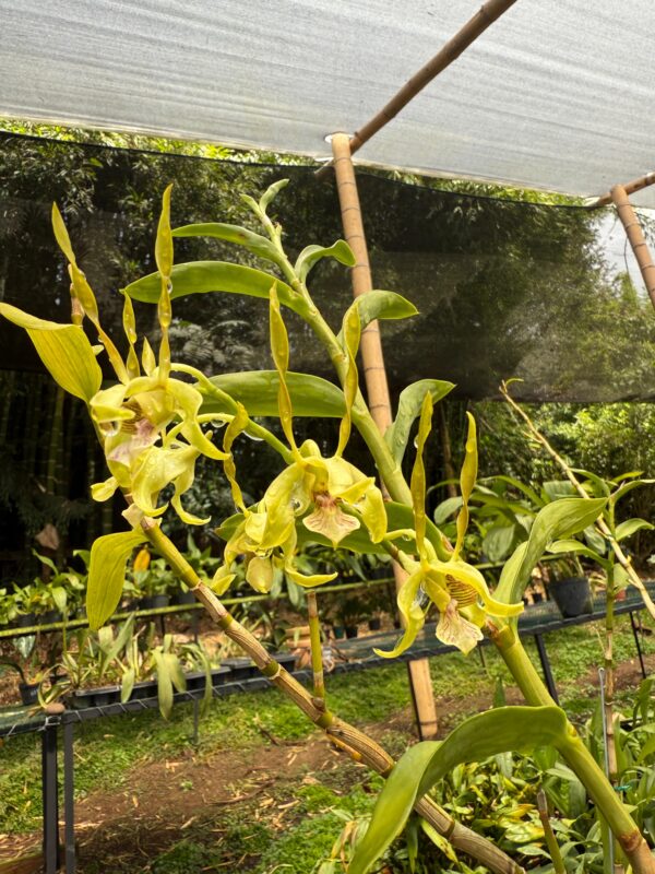 Dendrobium Jumbo Bunny