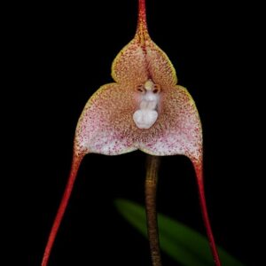 Dracula houtteana