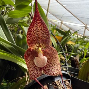 Dracula rojasii