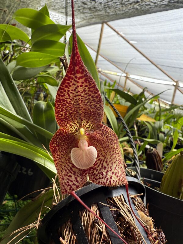 Dracula rojasii