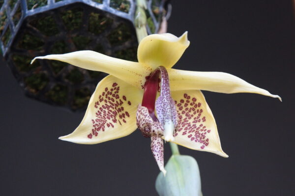 Embreea rodigasiana