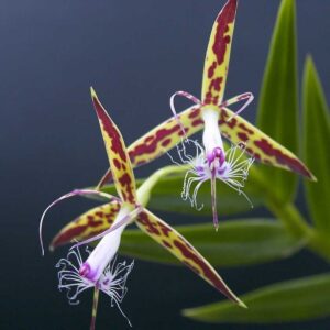 Epidendrum criniferum