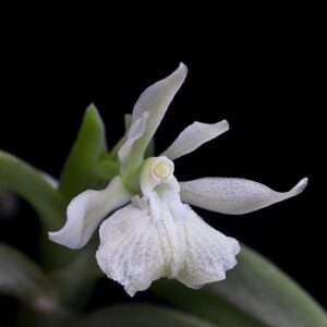 Epidendrum whittenii
