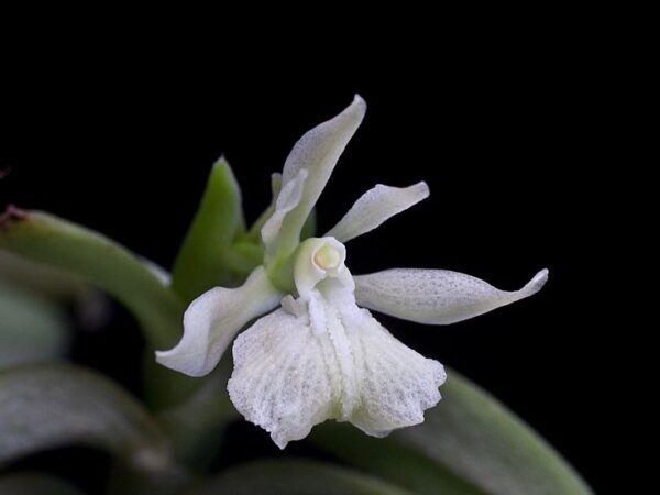 Epidendrum whittenii