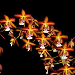 Eriopsis sceptrum