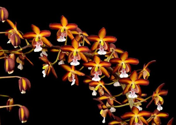 Eriopsis sceptrum