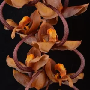 Gongora galeata