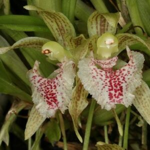 Keferstenia taurina