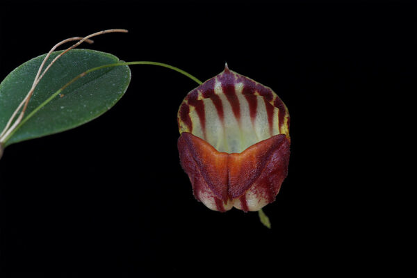 Lepanthes caprimulgus