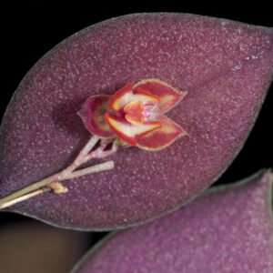 Lepanthes intonsa