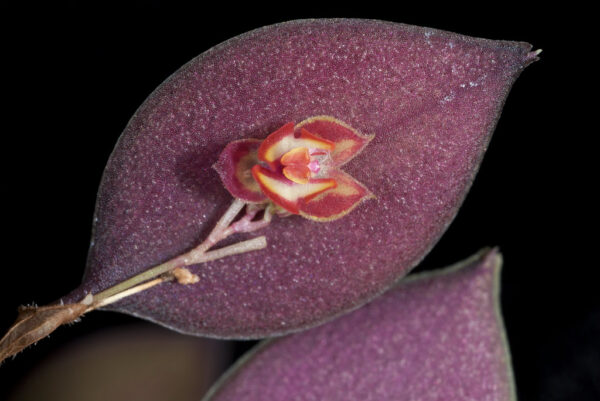 Lepanthes intonsa