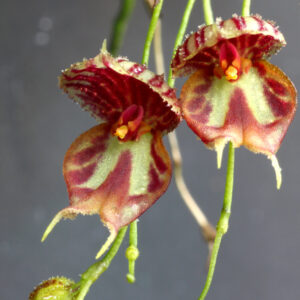 Lepanthes martineae