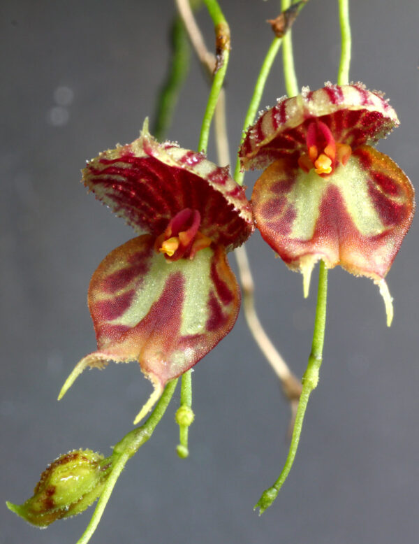 Lepanthes martineae