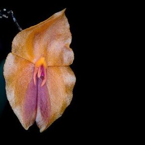 Lepanthes matisii