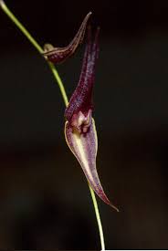Lepanthes pleurothallopsis