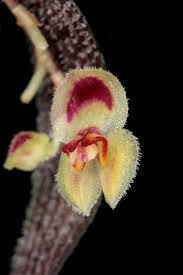 Lepanthes pubes