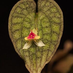 Lepanthes saltatrix