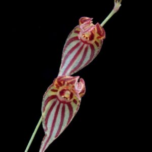 Lepanthes tigrina