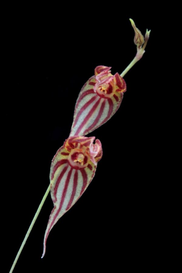 Lepanthes tigrina