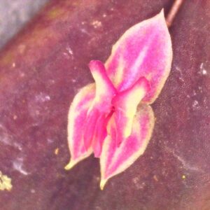 Lepanthes troxis