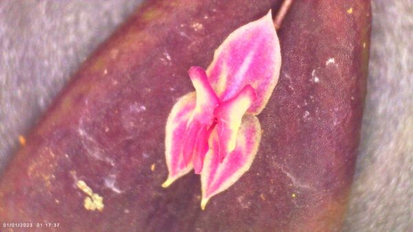 Lepanthes troxis