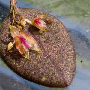 Lepanthes wageneri