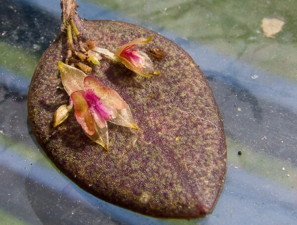 Lepanthes wageneri
