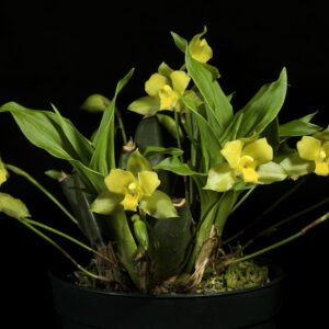 Lycaste campbellii