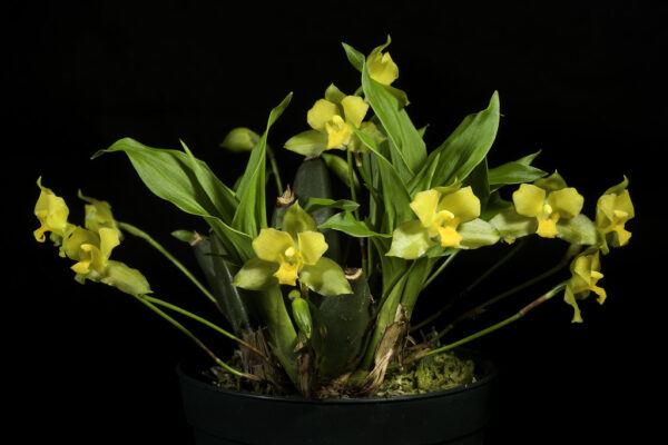 Lycaste campbellii